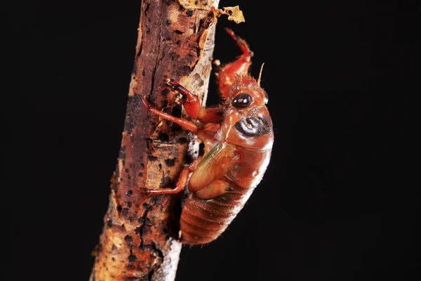 Larva kobylek — Stock fotografie