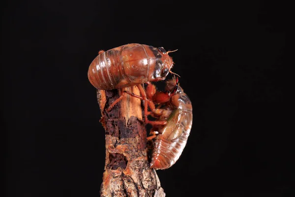 Личинка цикады — стоковое фото