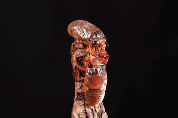 Larva de cigarro — Fotografia de Stock