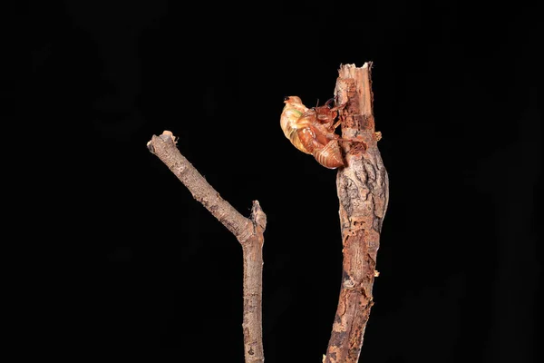 A cicada metamorphoses on a branch, — Stock Photo, Image