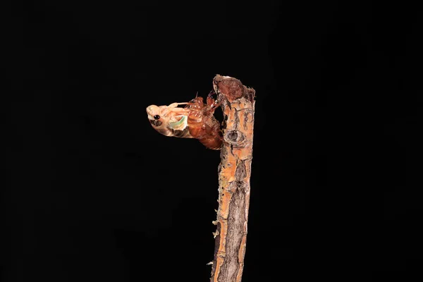 Een cicade metamorfosen op een tak — Stockfoto