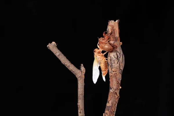 Metamorfosis de una cigarra en una rama , —  Fotos de Stock