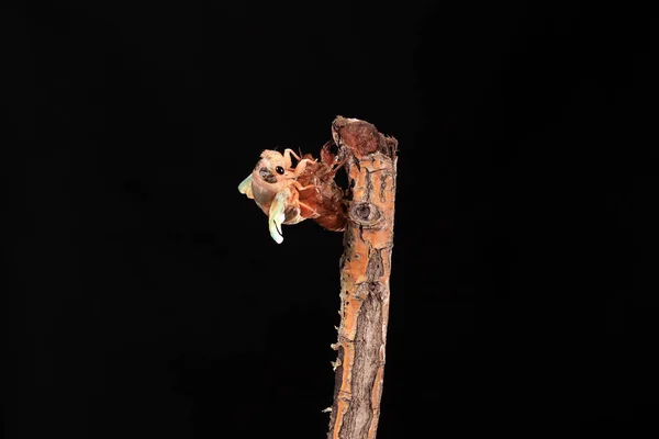 A cicada metamorphoses on a branch — Stock Photo, Image