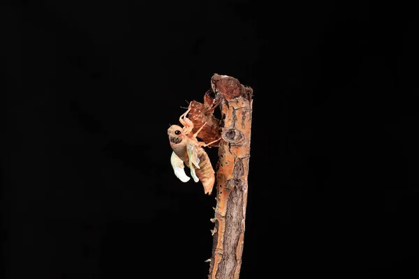 Metamorfoses de cigarra em um ramo — Fotografia de Stock