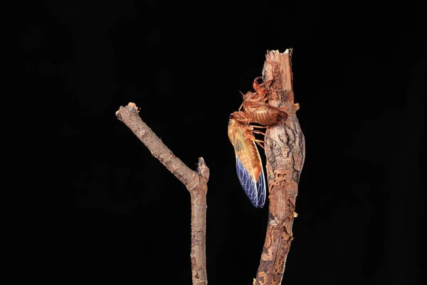 Cicada metamorfózy na větvi, — Stock fotografie