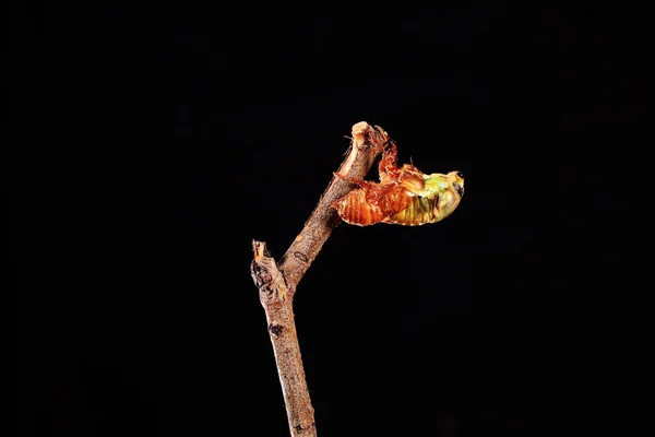 A cicada metamorphoses on a branch — Stock Photo, Image