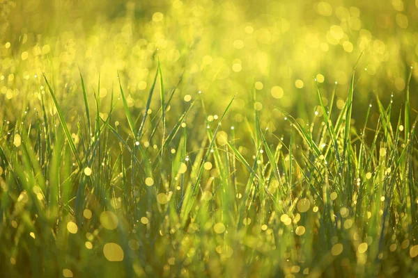 Трава по утрам — стоковое фото