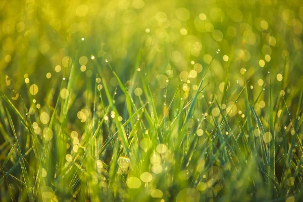 La hierba por la mañana — Foto de Stock