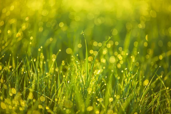 The grass in the morning — Stock Photo, Image