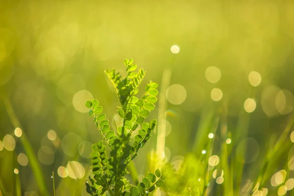 Gräset på morgonen — Stockfoto