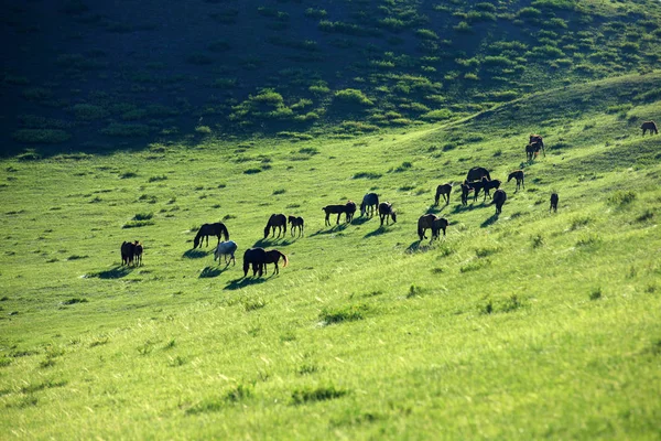 Paarden in de graslanden — Stockfoto