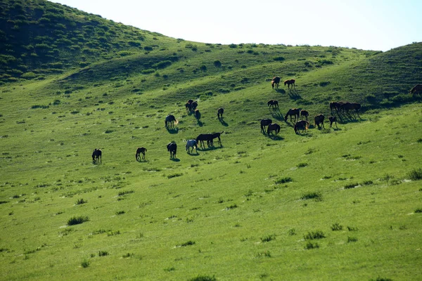 Paarden in de graslanden — Stockfoto