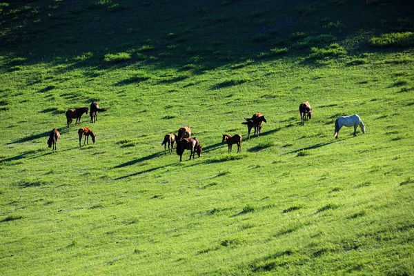 Hästar på gräsmarker — Stockfoto