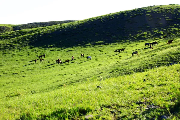 Paarden in de graslanden — Stockfoto