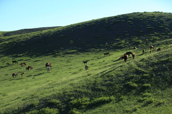 Caballos en los pastizales — Foto de Stock