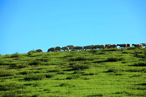 Een kudde schapen eet gras. — Stockfoto