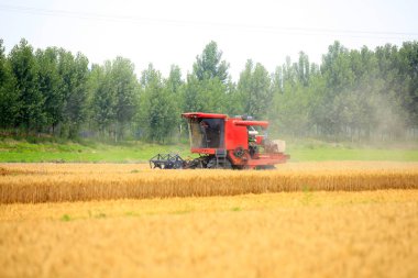 Çalışma hasat birleştirmek