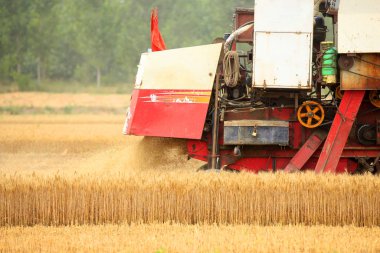Çalışma hasat birleştirmek
