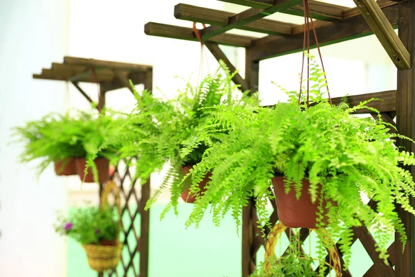 A green potted plant hangs