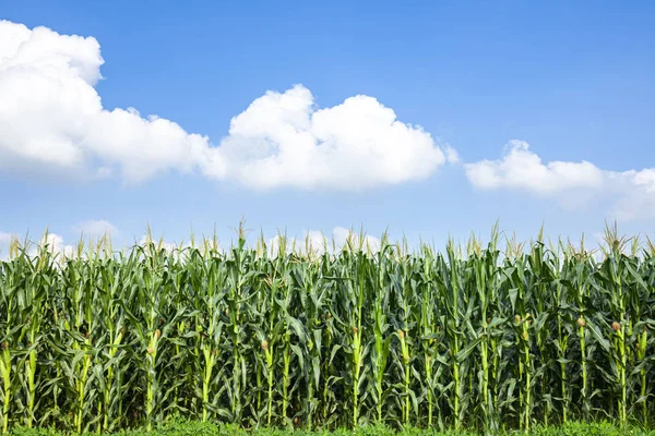 O milho no campo — Fotografia de Stock