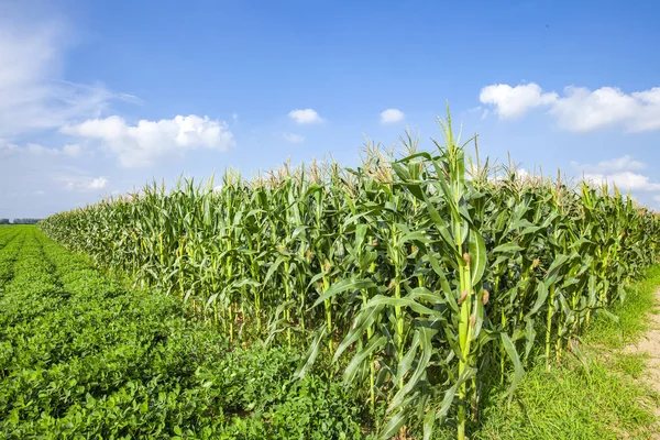 El maíz en el campo — Foto de Stock