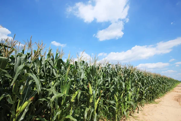 El maíz en el campo — Foto de Stock