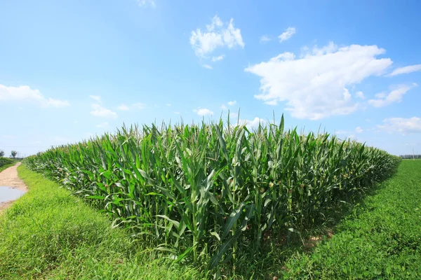 El maíz en el campo — Foto de Stock