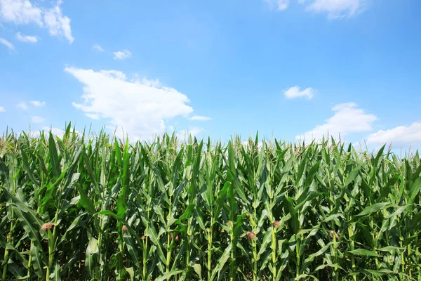 El maíz en el campo — Foto de Stock