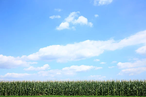 Il mais nel campo — Foto Stock