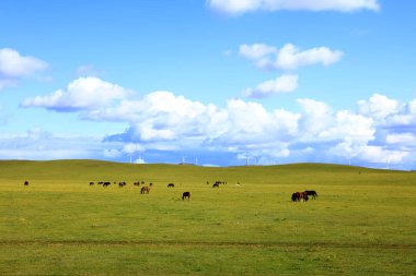 Otlaklarda atlar ve rüzgar türbinleri