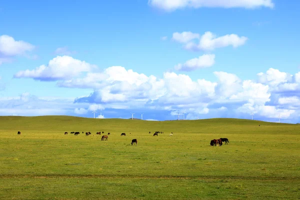 Лошади и ветряные турбины на лугах — стоковое фото