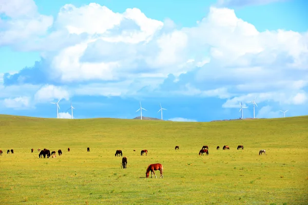 Коні та вітрові турбіни на луках — стокове фото