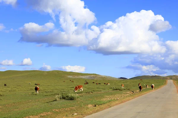 Δρόμοι ασφάλτου και βοοειδή στα λιβάδια — Φωτογραφία Αρχείου