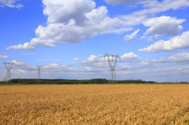 Pirinç tarlasında olgun pirinç,