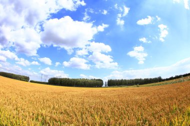 Pirinç tarlasında olgun pirinç,