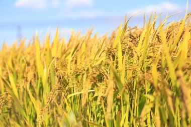 Pirinç tarlasında olgun pirinç,