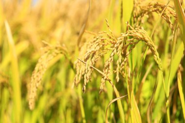 Pirinç tarlasında olgun pirinç,