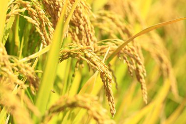 Pirinç tarlasında olgun pirinç,