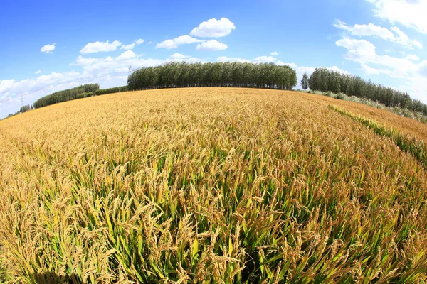 Pirinç tarlasında olgun pirinç, — Stok fotoğraf