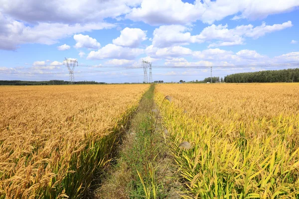 Riz mature dans la rizière , — Photo