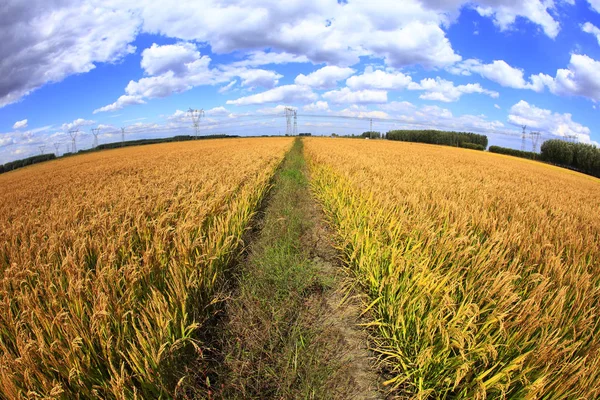 Arroz maduro en el campo de arroz , —  Fotos de Stock