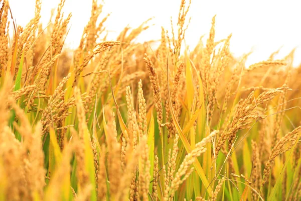 Arroz maduro no campo de arroz , — Fotografia de Stock