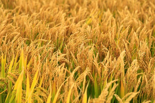 Érett rizs a rizsföldeken, — Stock Fotó