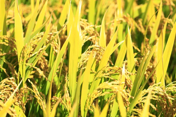 Arroz maduro no campo de arroz , — Fotografia de Stock