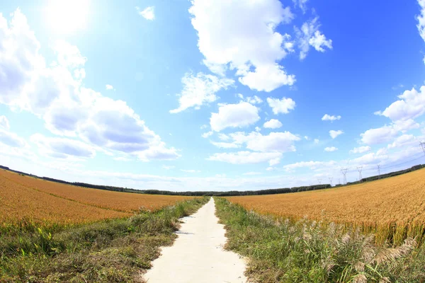 Pirinç tarlasında olgun pirinç, — Stok fotoğraf