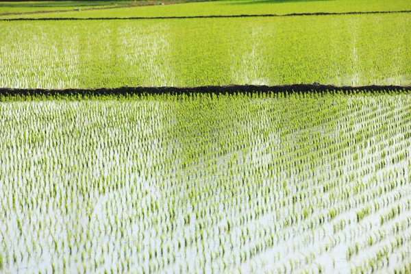 쌀 묘 목 — 스톡 사진