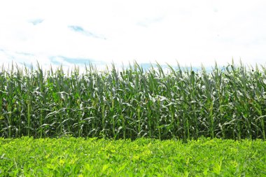 Yerfıstığı ve mısır tarlasında