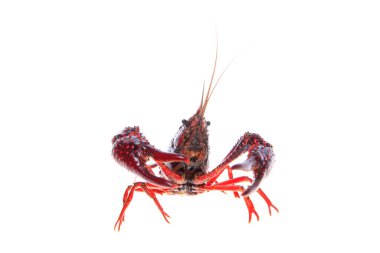 Kerevit, beyaz arka plan, yakın plan.
