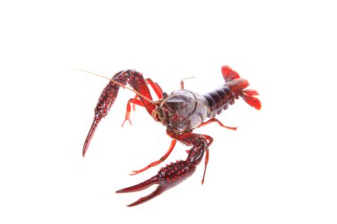 Kerevit, beyaz arka plan, yakın plan.