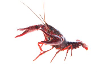 Kerevit, beyaz arka plan, yakın plan.